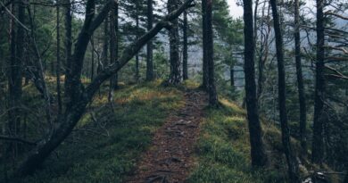 forest
